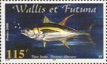 Yellowfin Tuna (Thunnus albacares)