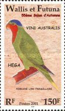 Blue-crowned Lorikeet (Vini australis)