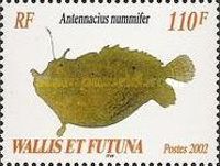 Spotfin Frogfish (Antennacius nummifer)
