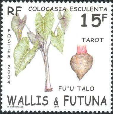 Tarot (Colocasia esculenta)