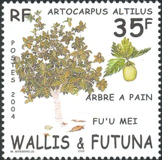 Breadfruit (Artocarpus altilus)