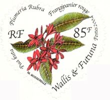 Red Frangipani (Plumeria rubra)