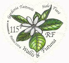 Tiare flower (Gardenia taitensis)