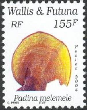 Yellow Padina (Padina melemele)