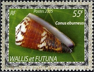 Ivory Cone (Conus eburneus) (see Description)