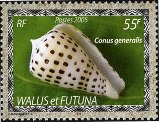 General Cone (Conus generalis) (see Description)