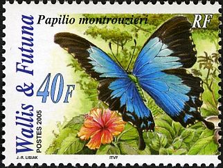 Montrouzier's Ulysses (Papilio montrouzieri)