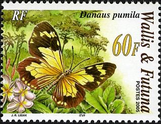 Least Tiger (Danaus pumila)