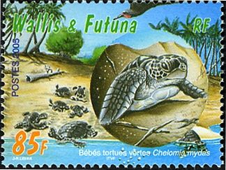 Green Sea Turtle (Chelonia mydas)