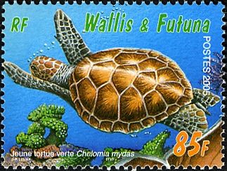 Green Sea Turtle (Chelonia mydas)