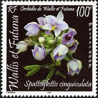 Spattoglottis cinguiculata