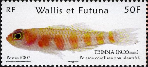 Goby (Trimma sp.)