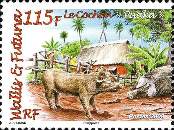 Puaka Pig (Sus scrofa domestica)