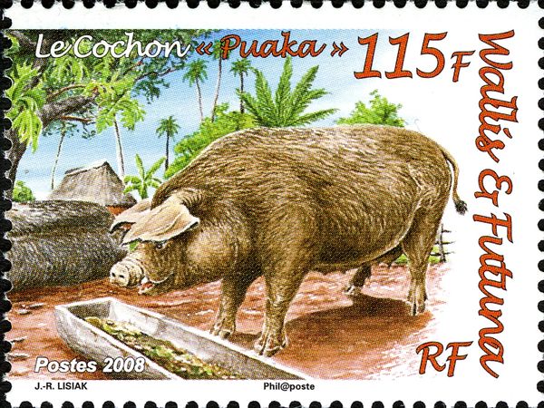 Puaka Pig (Sus scrofa domestica)