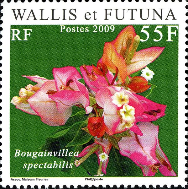 Bougainvillea spectabilis