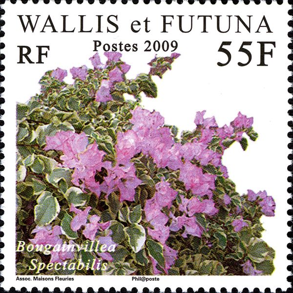 Bougainvillea spectabilis