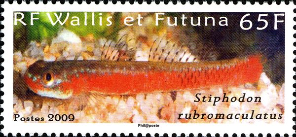 Freshwater Goby (Stiphodon rubromaculatus)