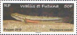 Sasal's Sicyopus (Sicyopus sasali)