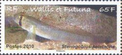 Keleatona's Goby (Stenogobius keletaona)