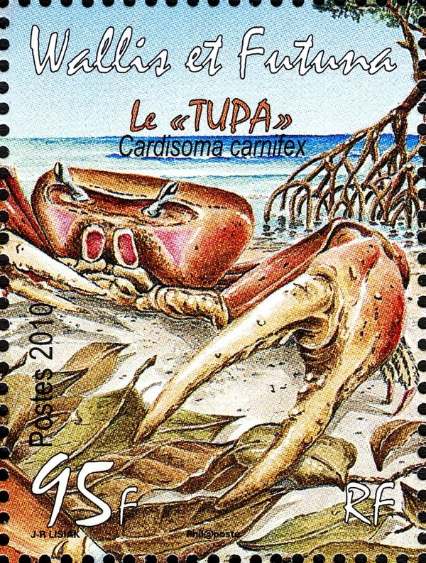 Blue Land Crab (Cardisoma carnifex)