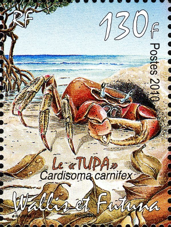 Blue Land Crab (Cardisoma carnifex)
