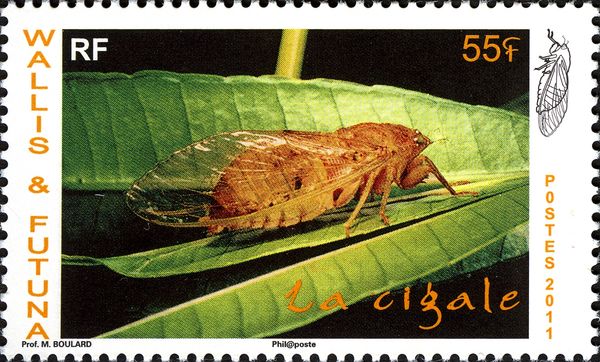 Cicada (Cicada sp.)