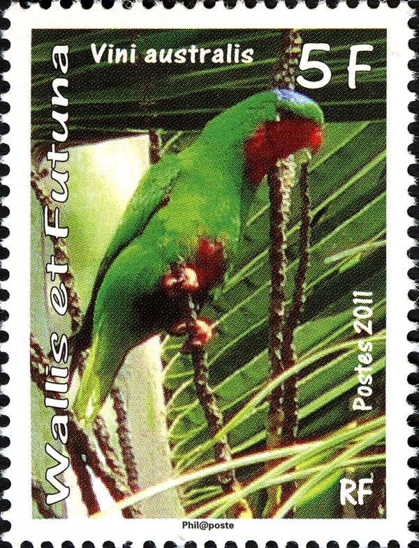 Blue-crowned Lorikeet (Vini australis)