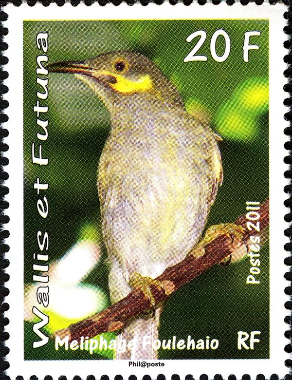 Eastern Wattled-Honeyeater (Foulehaio carunculatus)