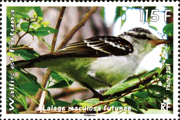 Polynesian Triller (Lalage maculosa futunae)