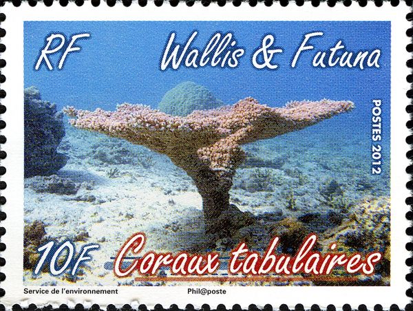 Table Coral (Acropora sp.)