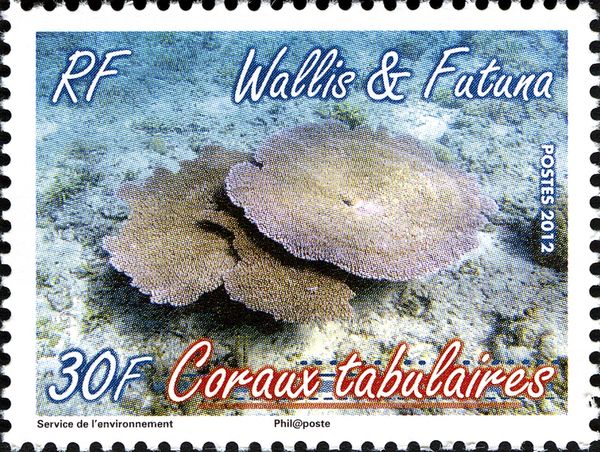 Table Coral (Acropora sp.)