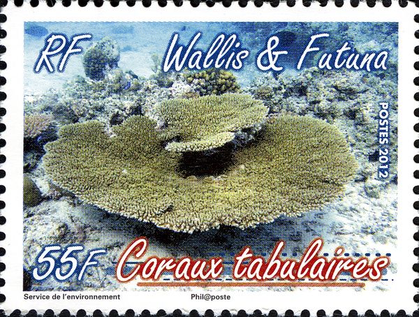 Table Coral (Acropora sp.)