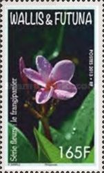 Red Frangipani (Plumeria rubra)