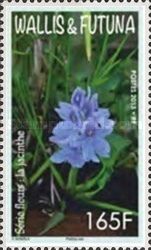 Common Water Hyacinth (Pontederia crassipes)