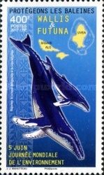 Humpback Whale (Megaptera novaeangliae)