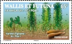 Poa Yam