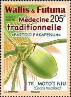 Traditional Medicine : Coconut (Cocos nucifera)