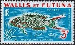 Moon Wrasse (Thalassoma lunare)