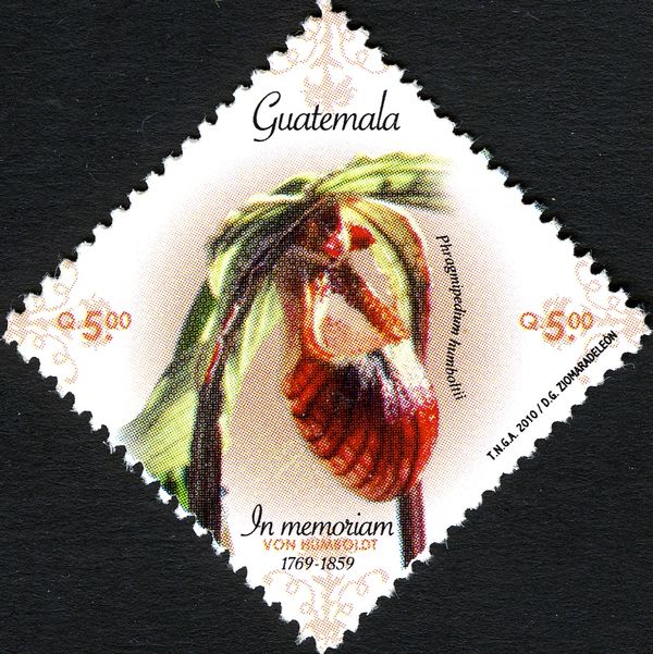 Phragmipedium humboldtii