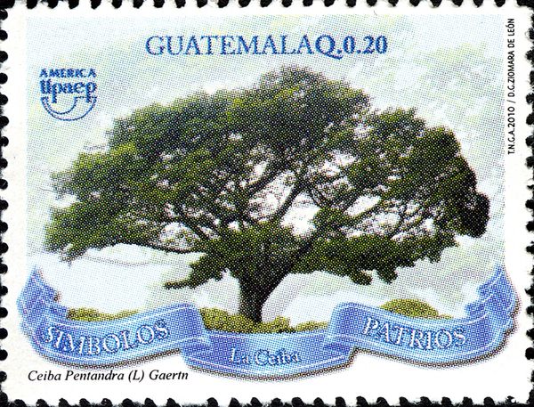National Tree of Guatemala - Ceiba pentandra