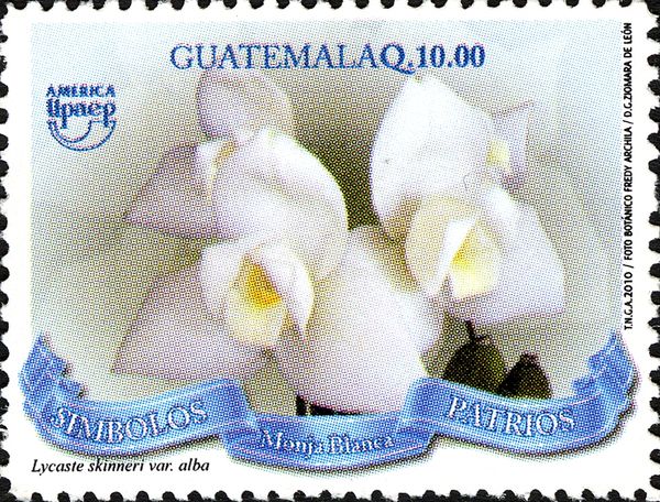 National Flower of Guatemala - Lycaste skinneri alba