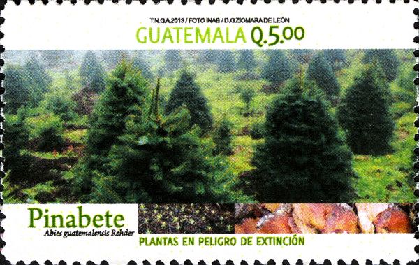 Abies guatemalensis