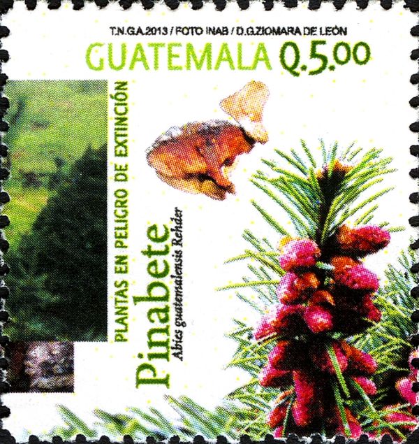 Abies guatemalensis