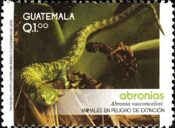 Bocourt's Arboreal Alligator Lizard (Abronia vasconcelosi)