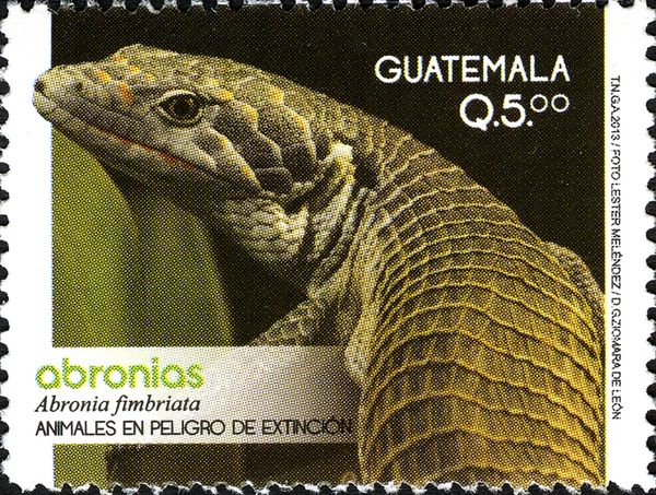 Lizard (Abronia fimbriata)