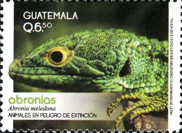 Lizard (Abronia meledona)