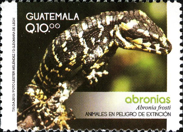 Frost's Arboreal Alligator Lizard (Abronia frosti)