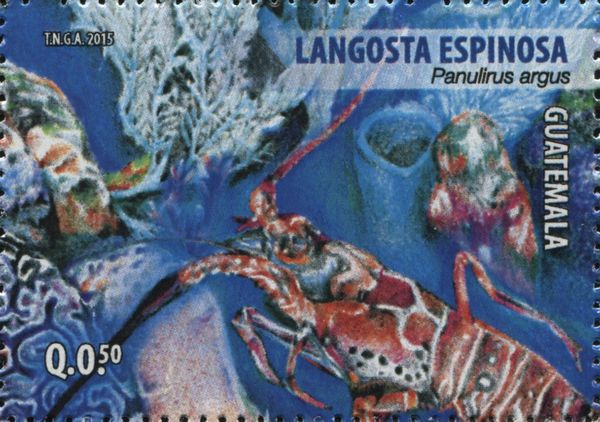 Caribbean Spiny Lobster (Panulirus argus)