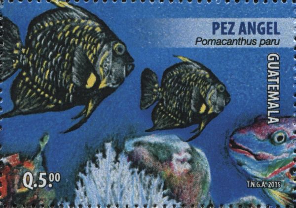 French Angelfish (Pomacanthus paru)