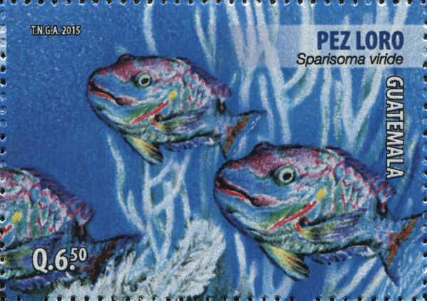 Stoplight Parrotfish (Sparisoma viride)